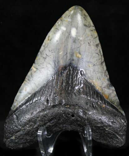 Bargain Megalodon Tooth - North Carolina #22955